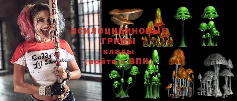 Псилоцибиновые грибы Psilocybe  OMG онион  Гатчина  где купить наркоту 